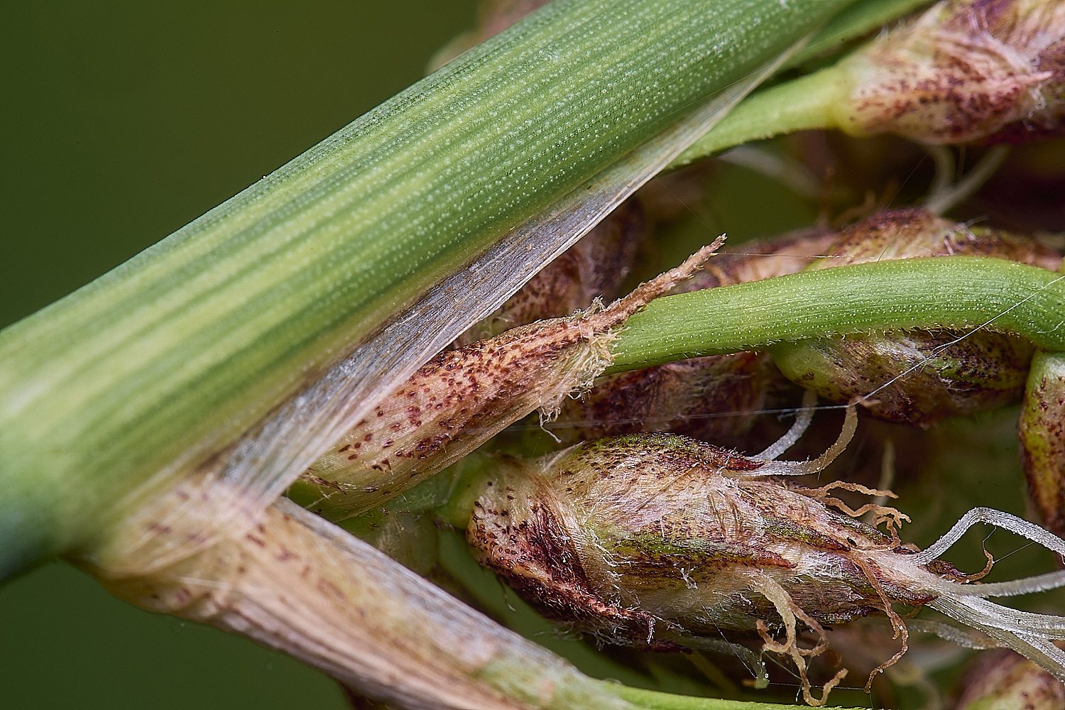 BartonFenGreyClubRush030725-5