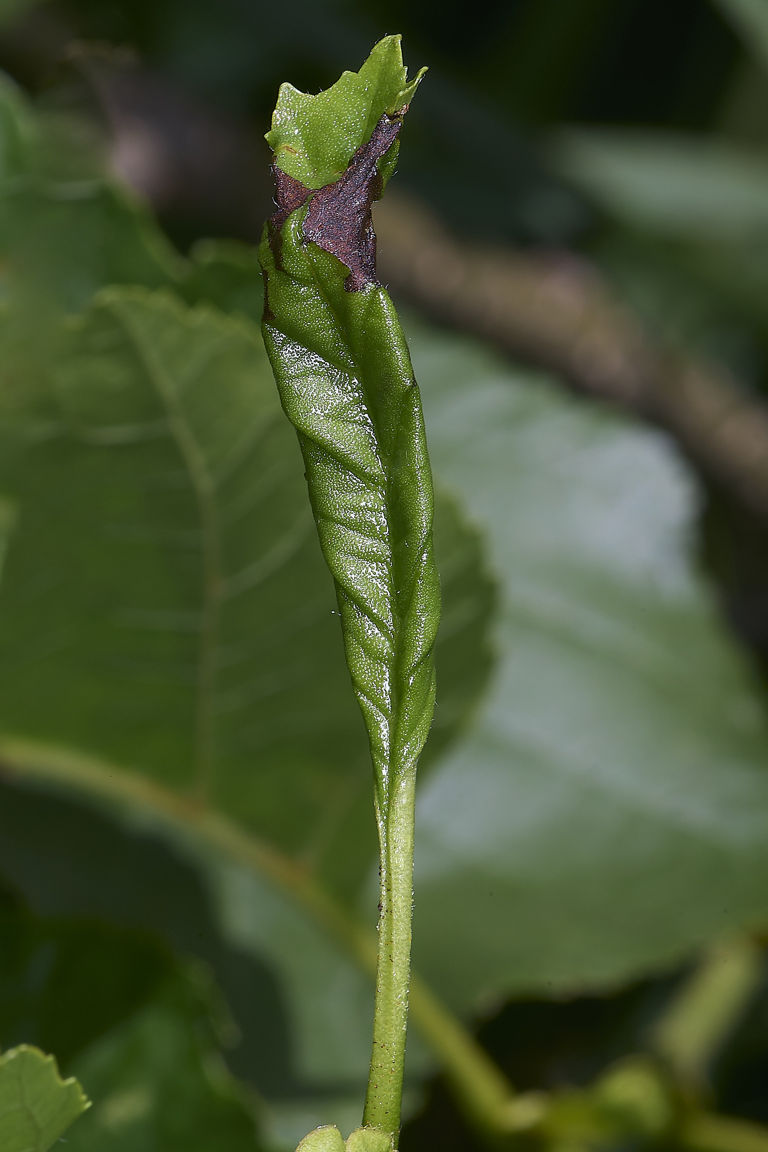 BartonFenLeafRoll030725-1