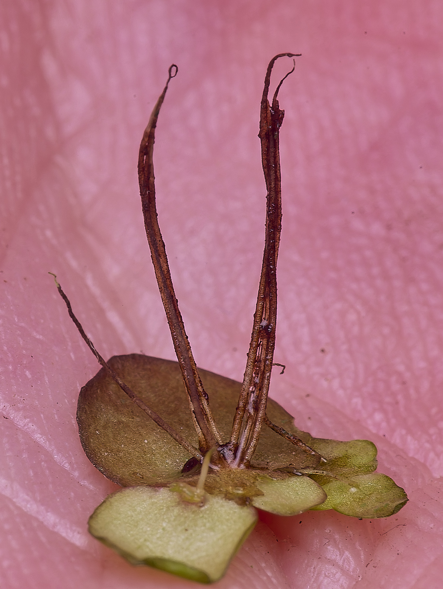 BartonFenLemnapolyriza030725-1