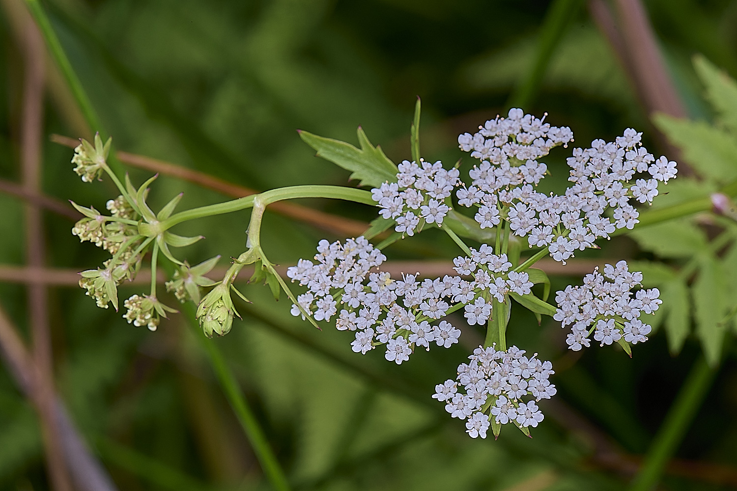 BartonFenLesserWaterParsnip030725-1