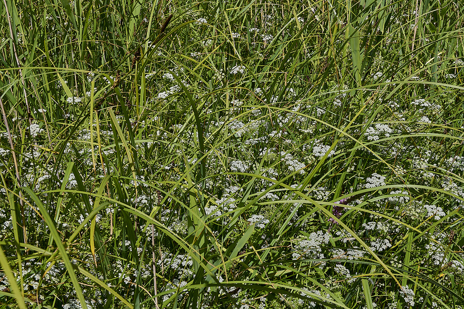 BartonFenLesserWaterParsnip030725-2