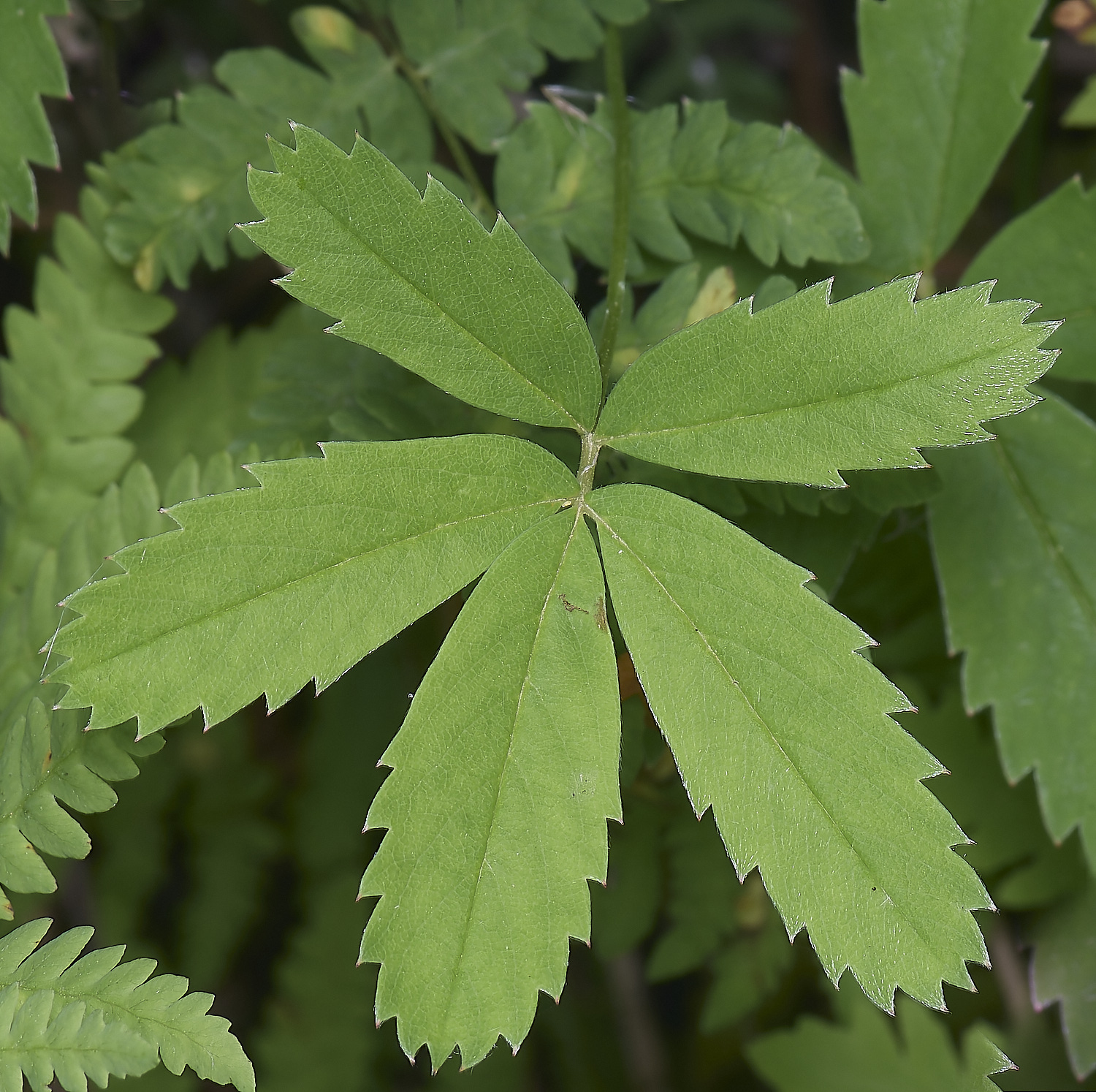 BartonfenMarshCinquefoil030725-1