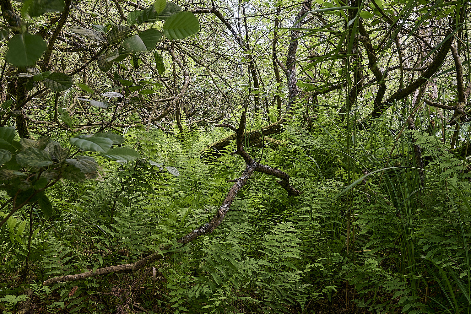 BartonFenMarshFern030725-1
