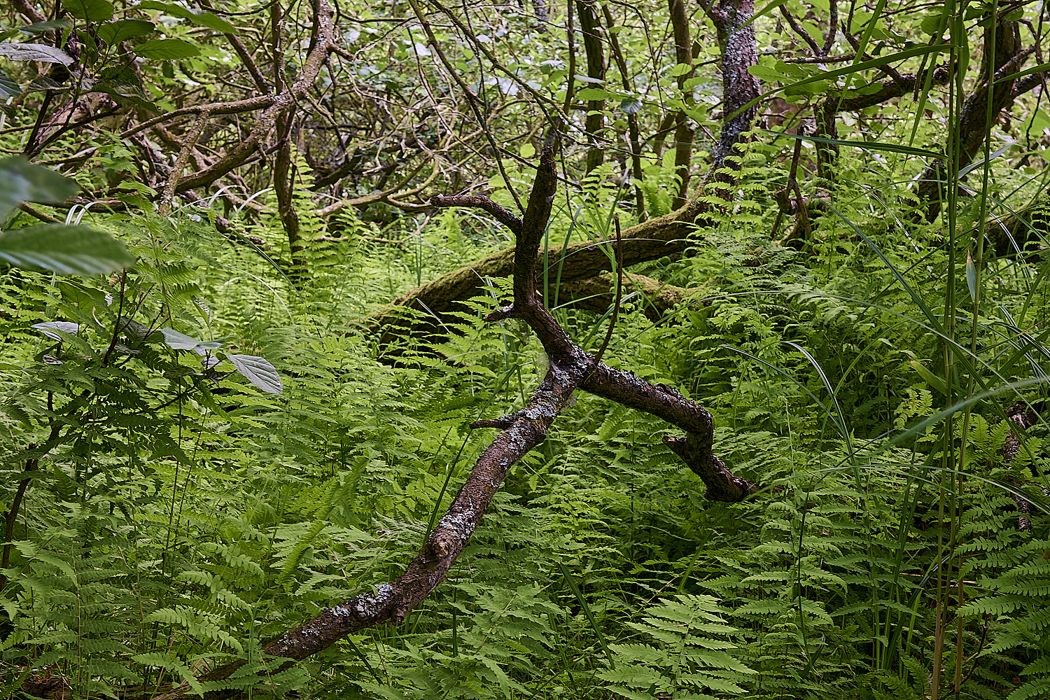 BartonFenMarshFern030725-2