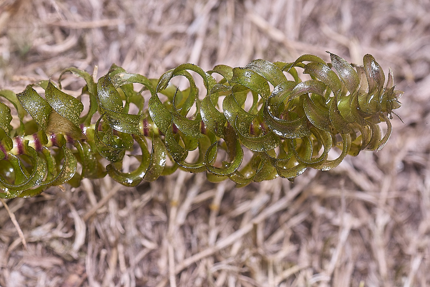 BartonfenNuttalli030725-1