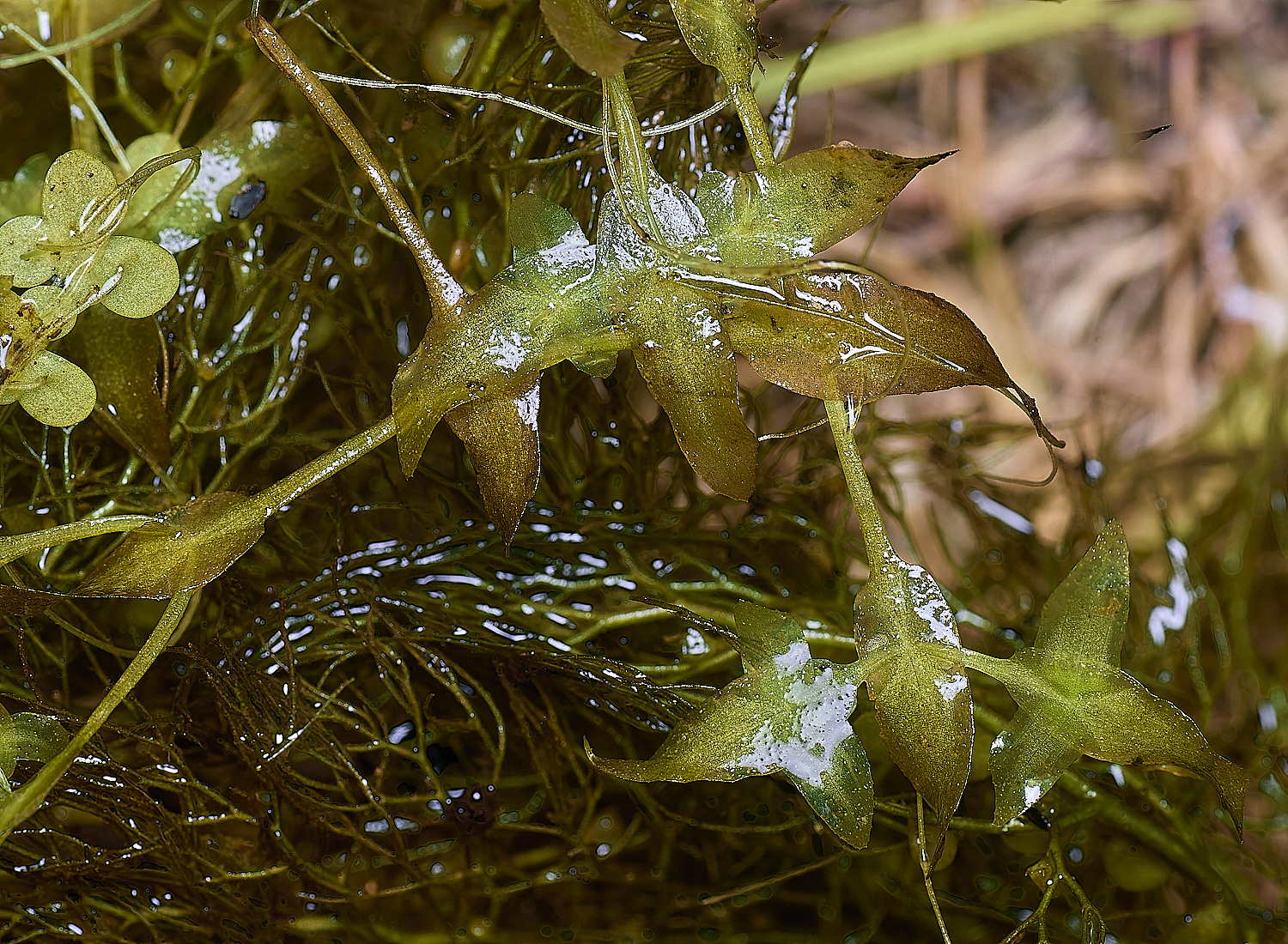 BartonfenOvyDuckweed030725-1