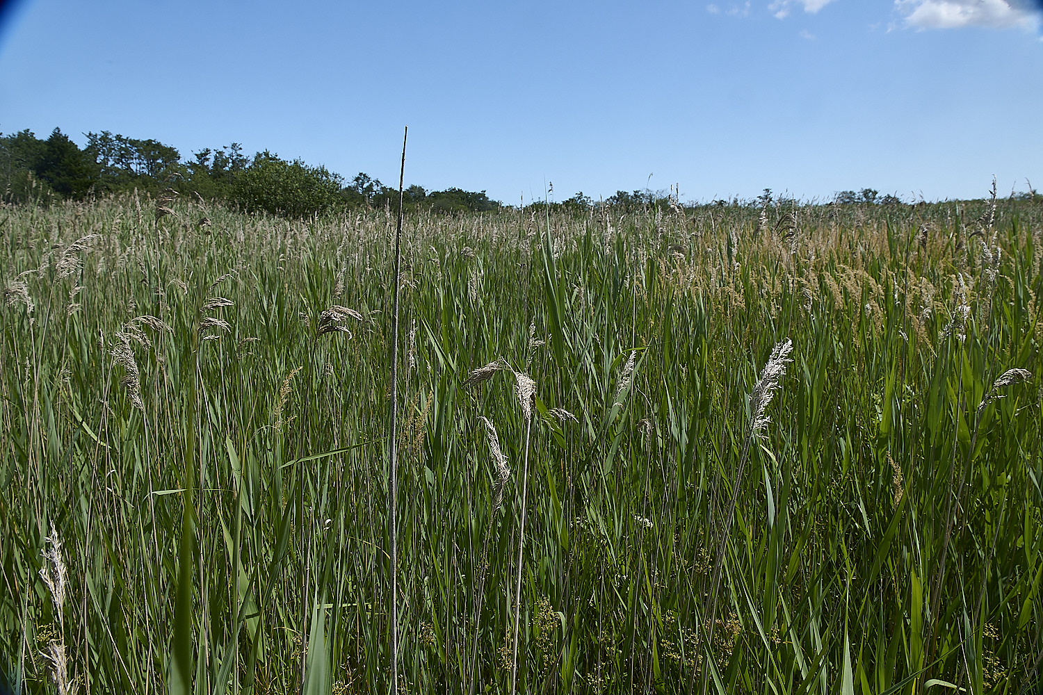 BartonfenPhragmites030725-1
