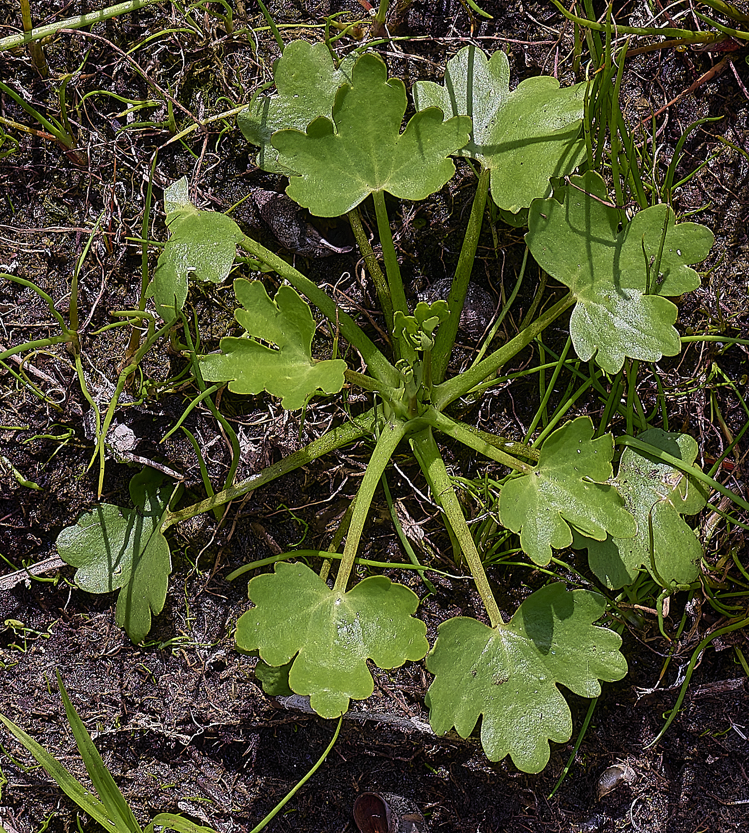 BartonFenRsceleratus030725-1