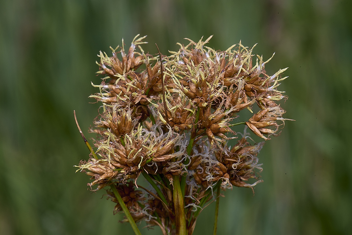 BartonFenSawSedge030725-