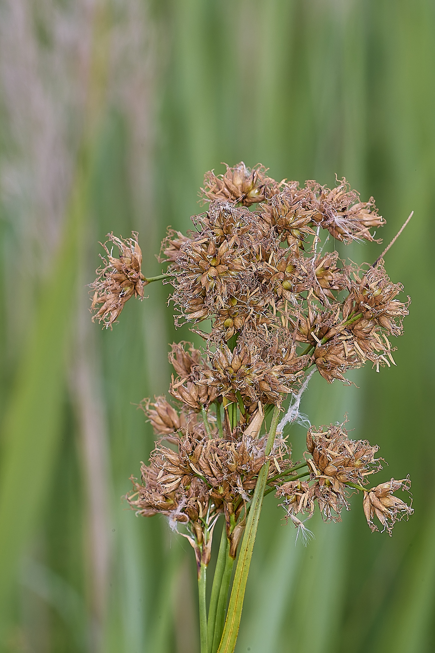 BartonFenSawSedge030725-1
