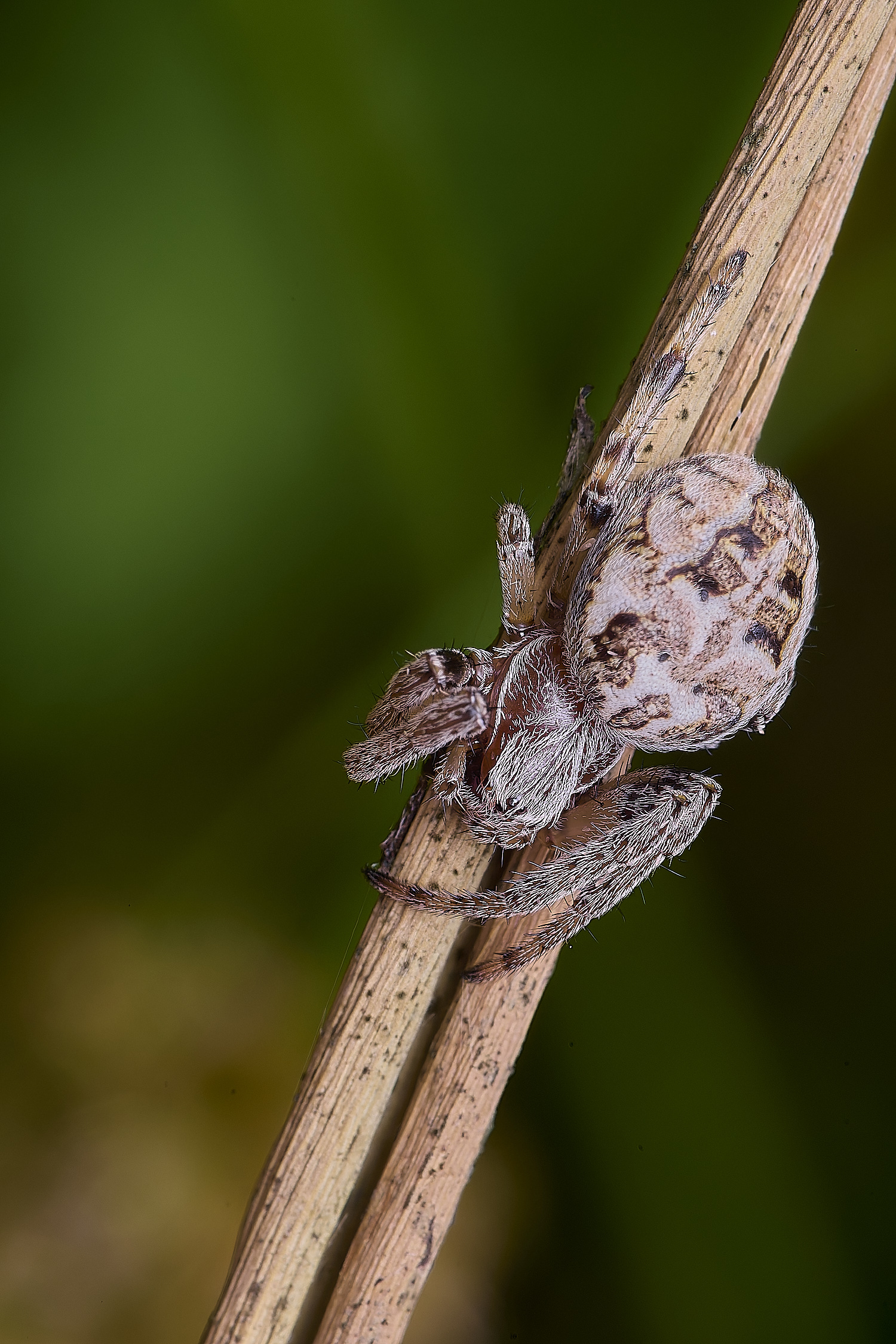 BartonFenSpiderSp030725-1