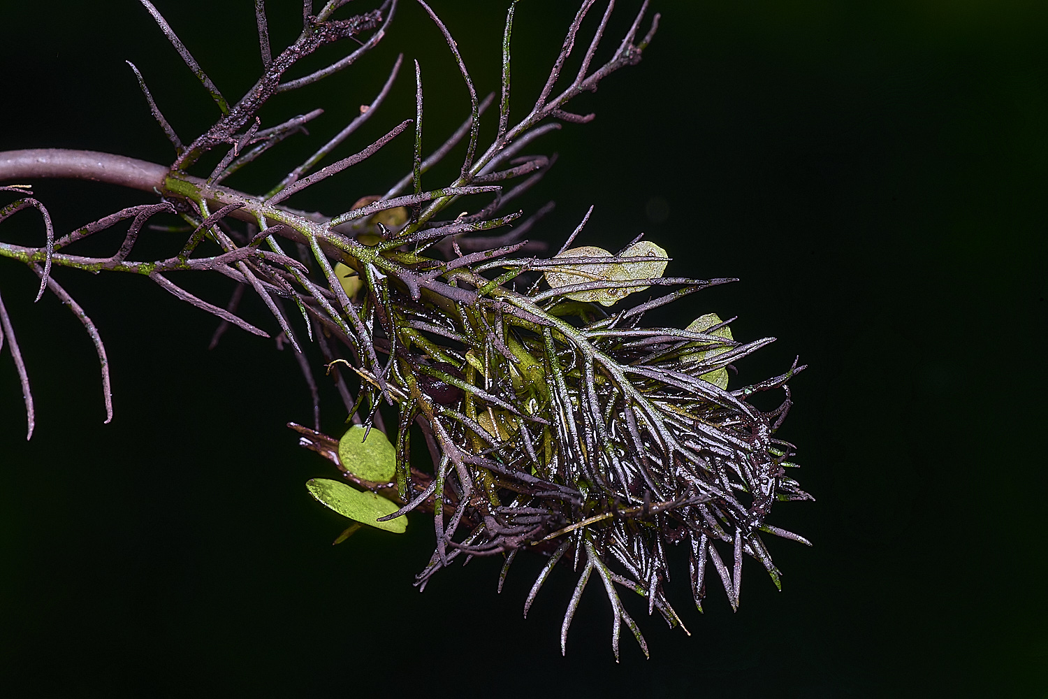 BartonFenSpikedWaterMillfoil30725-1