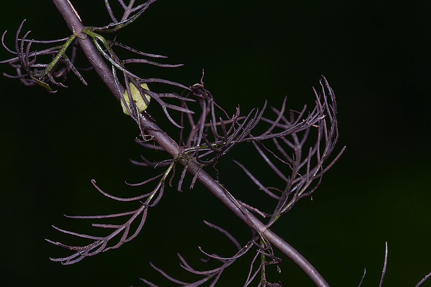 BartonFenSpikedWaterMillfoil30725-2