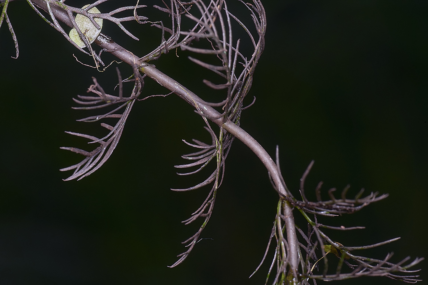 BartonFenSpikedWaterMillfoil30725-3