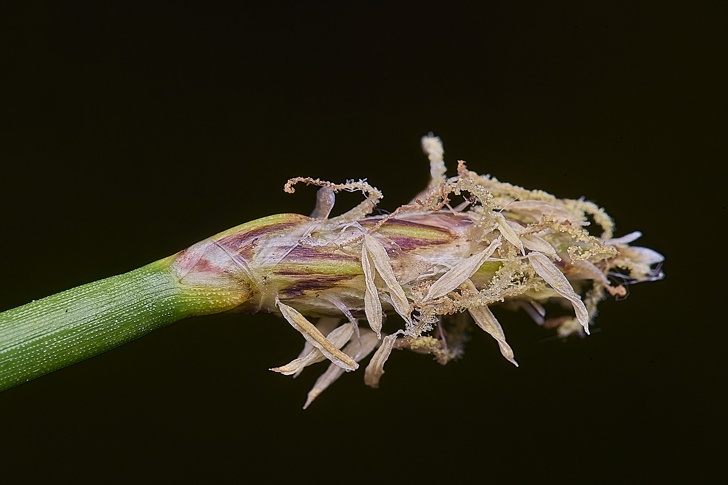 BartonFenSPikeRush030725-1