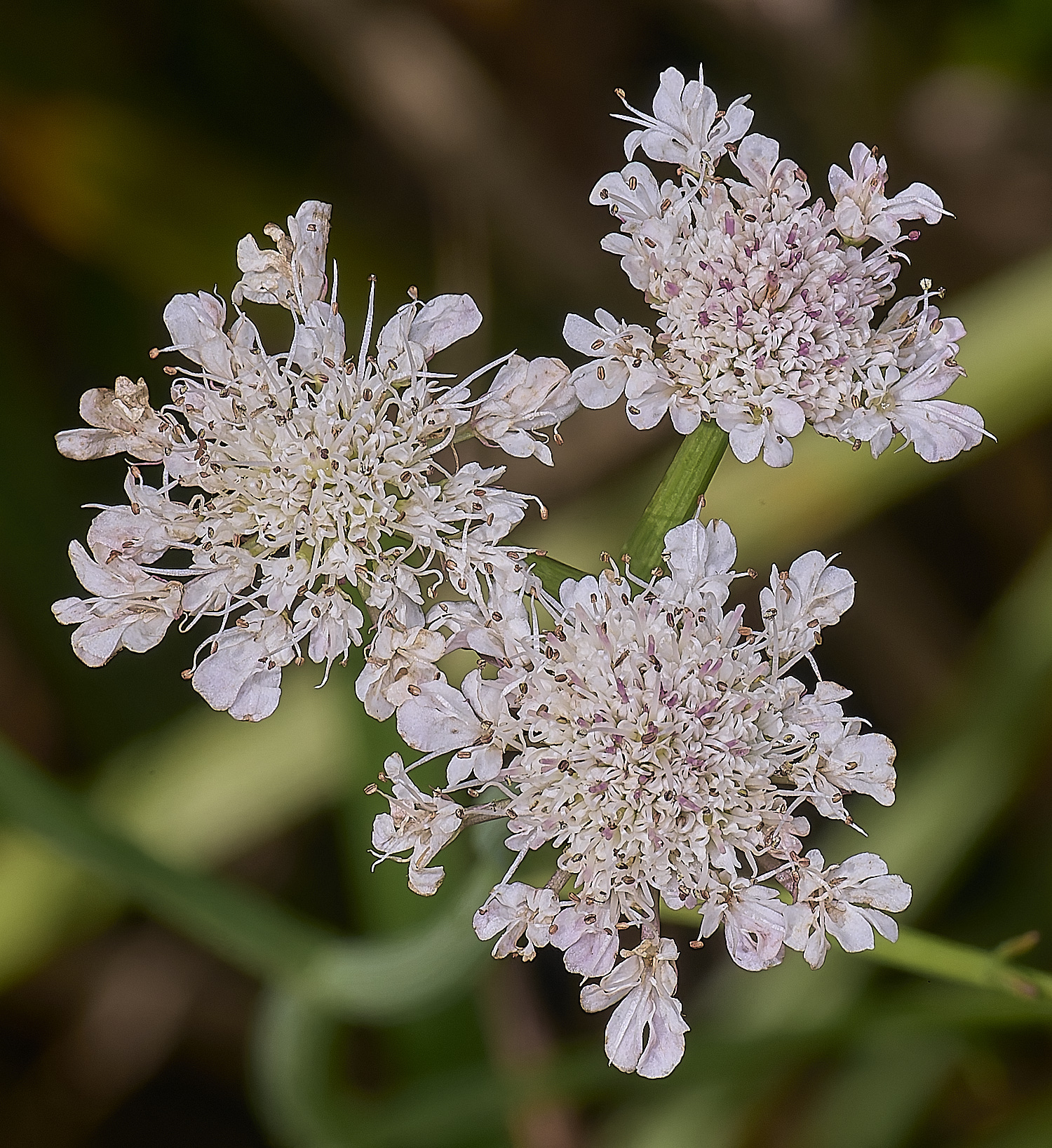 BartonfenTubularWaterDropwort030725-1