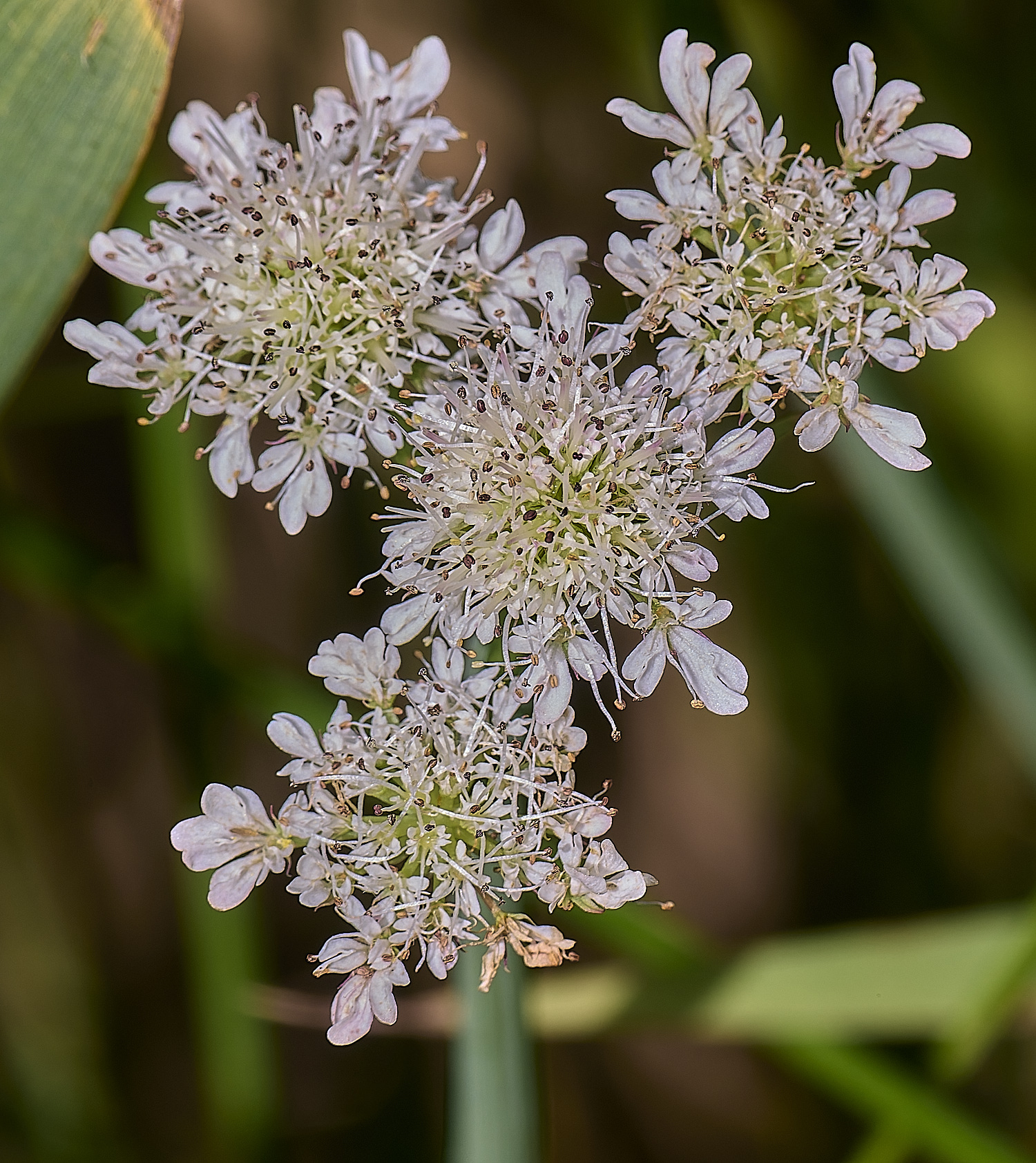 BartonfenTubularWaterDropwort030725-2