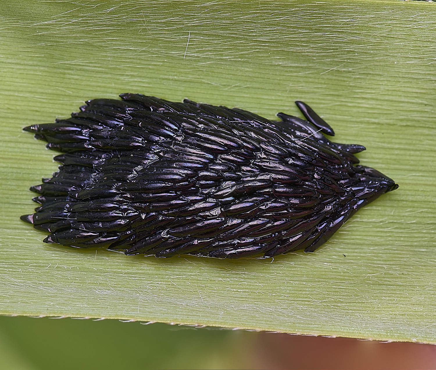 BartonFenUnknown030725-1