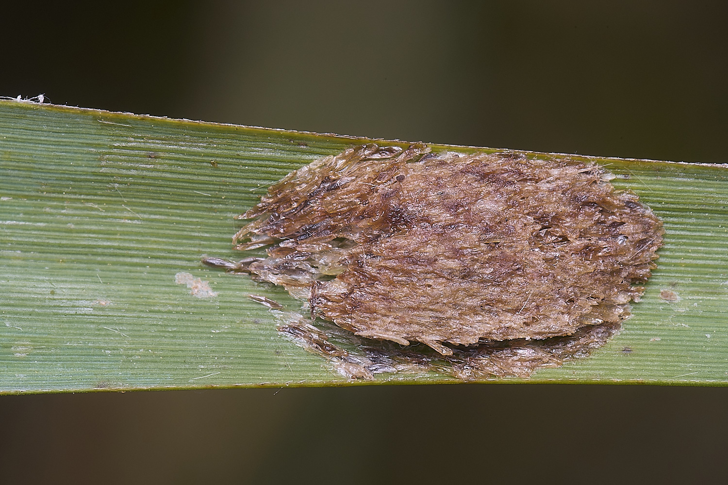 BartonFenUnknown030725-2