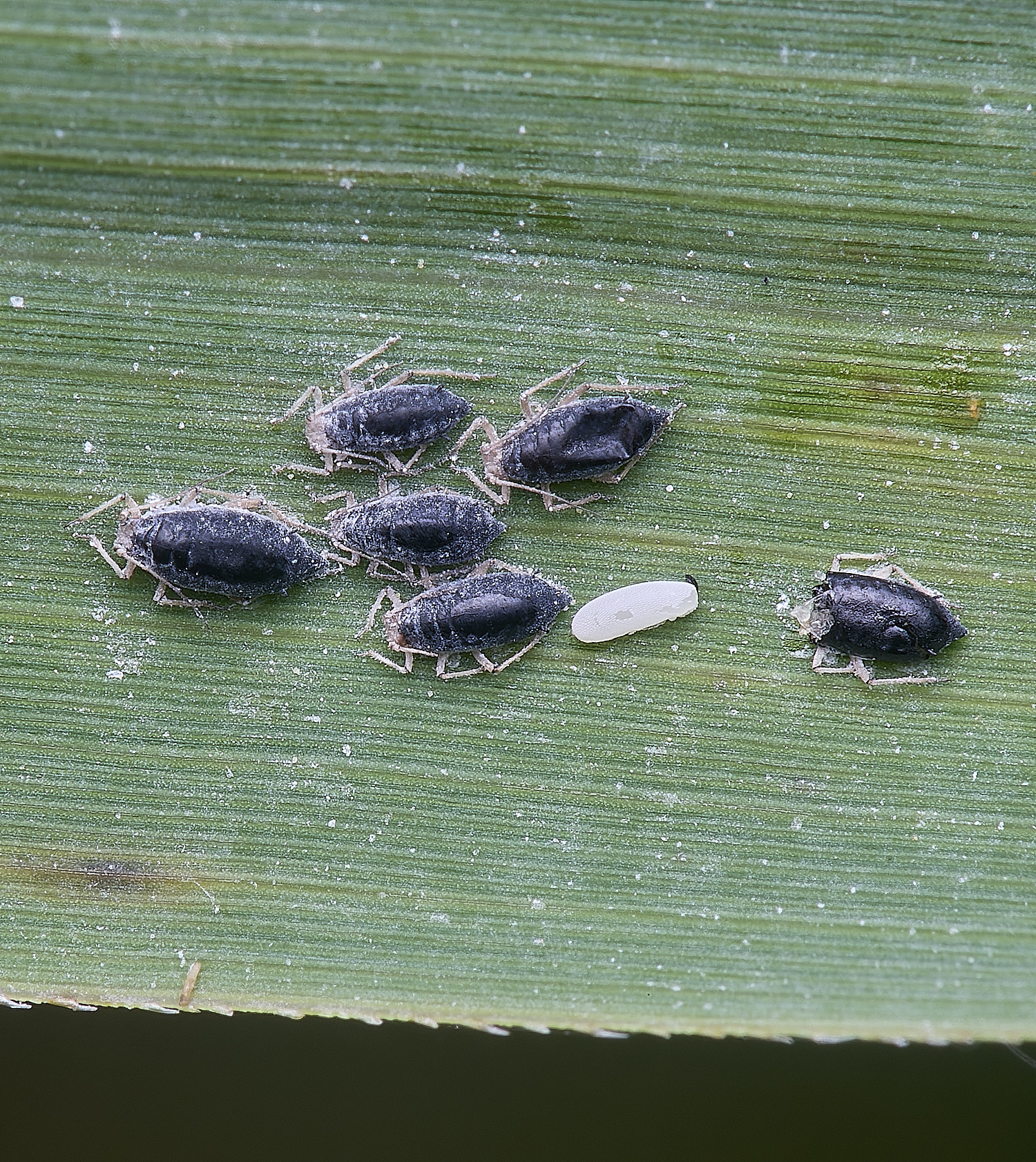 BartonFenUnknown030725-3