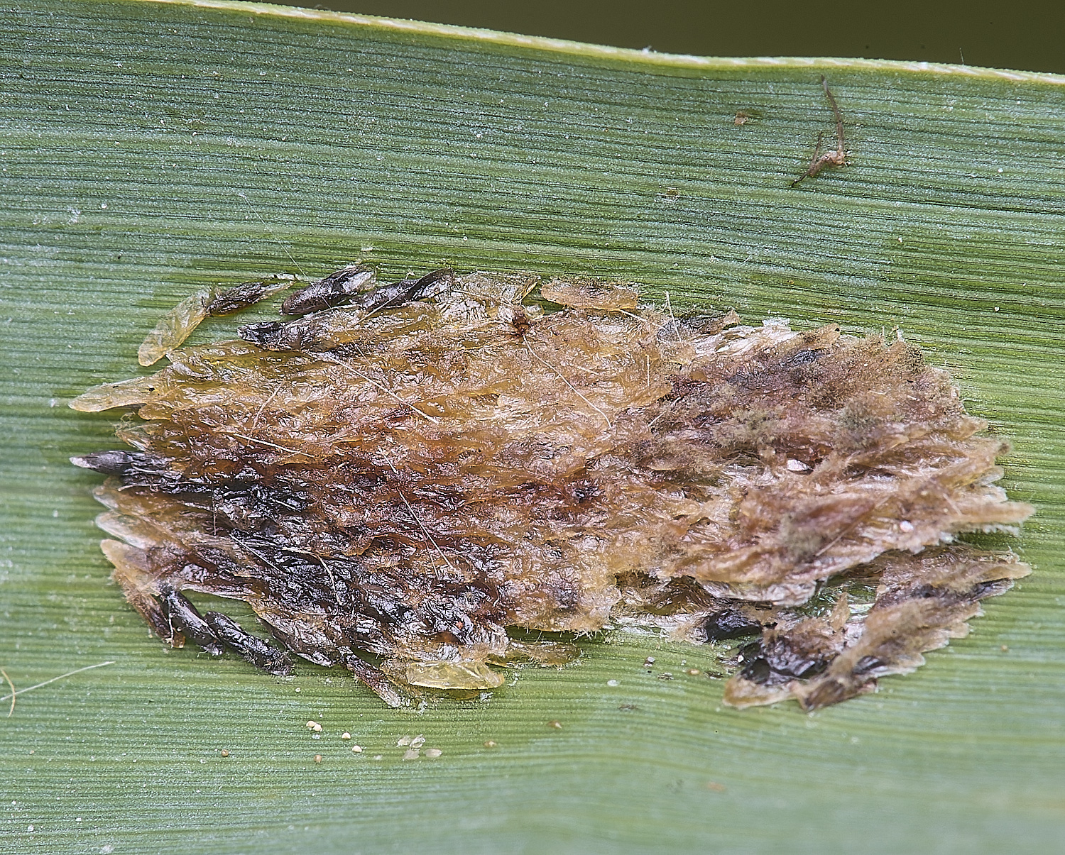 BartonFenUnknown030725-4