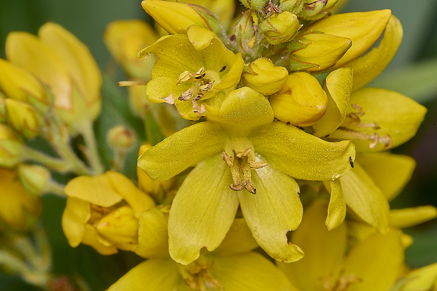 BartonFenYellowLoosestrife030725-1