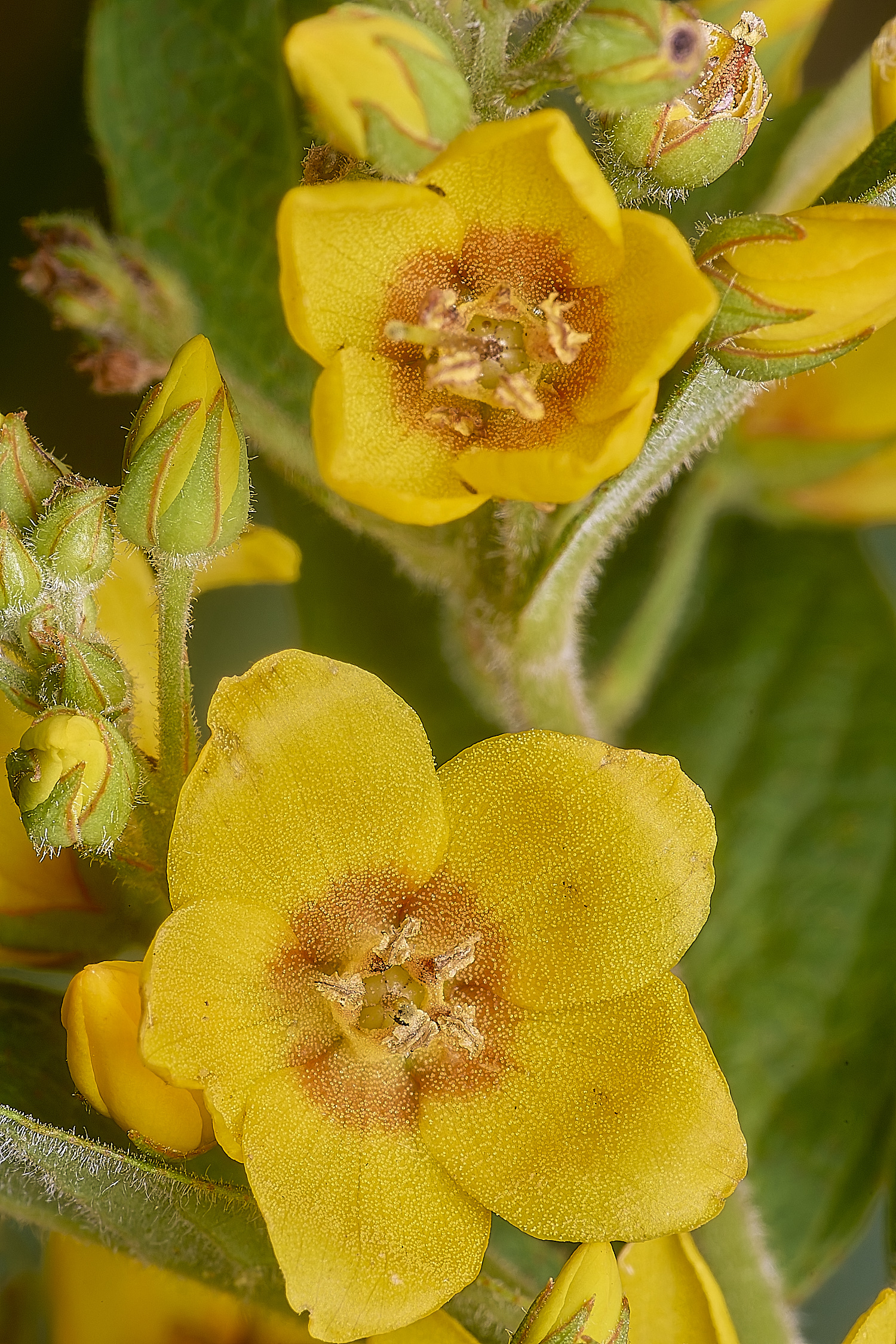 BartonFenYellowLoosestrife030725-2