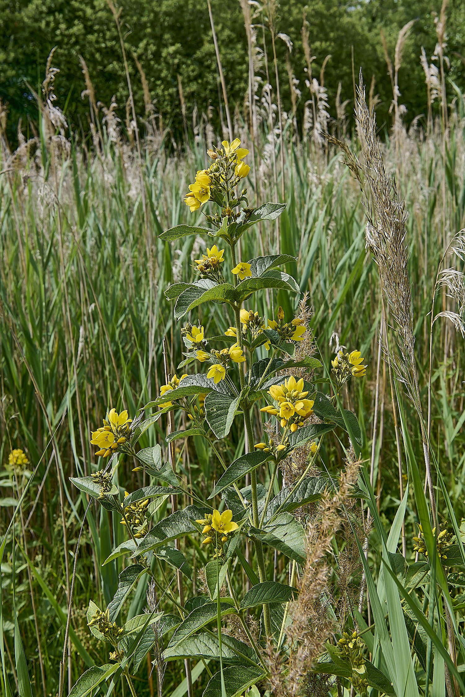 BartonFenYellowLoosestrife030725-3
