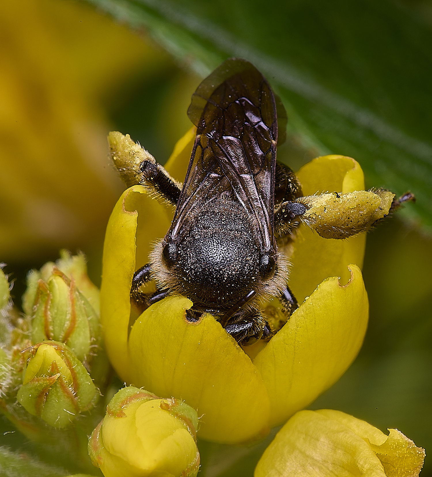 BartonFenYLBee030725-1