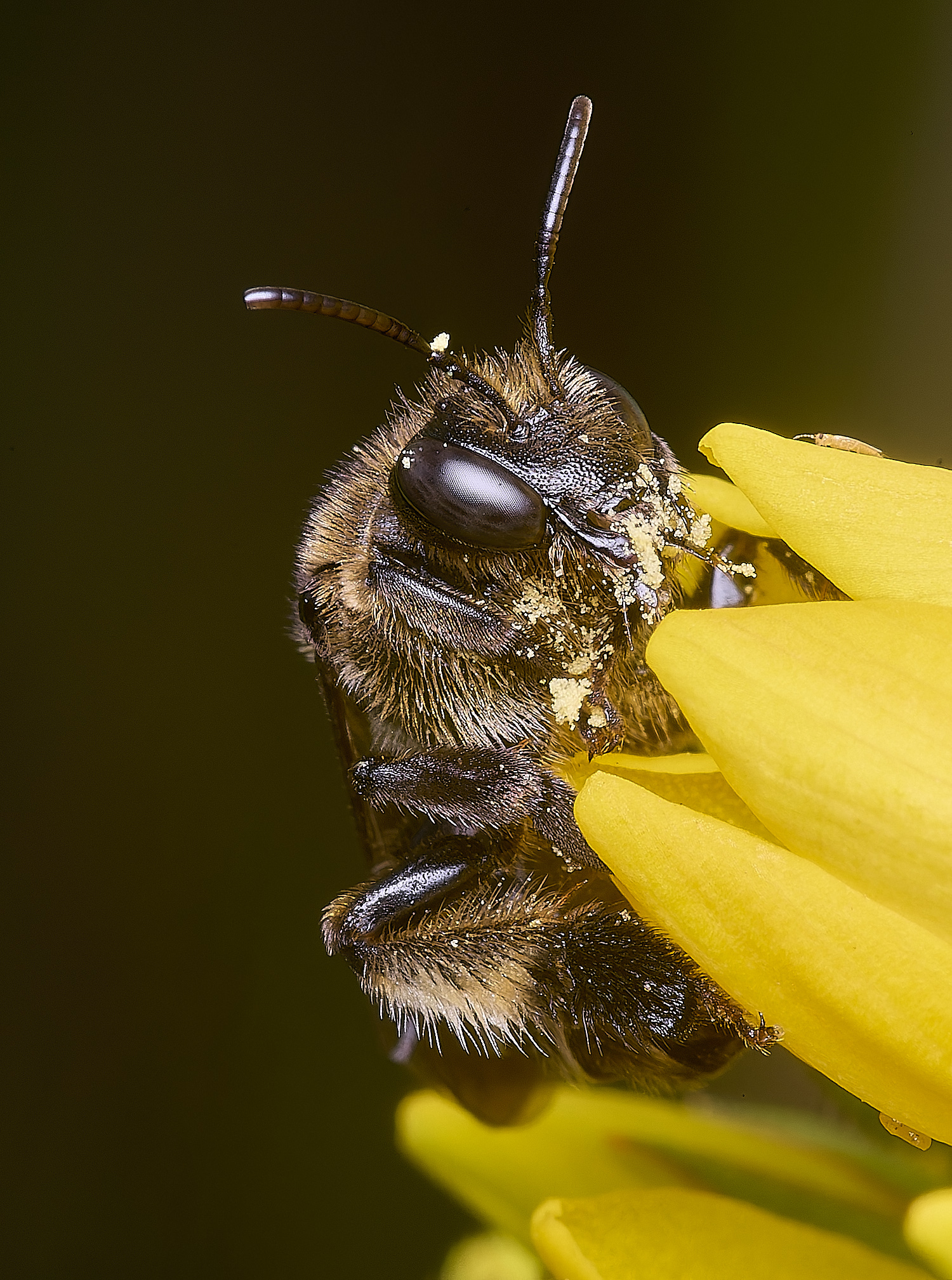 BartonFenYLBee030725-2