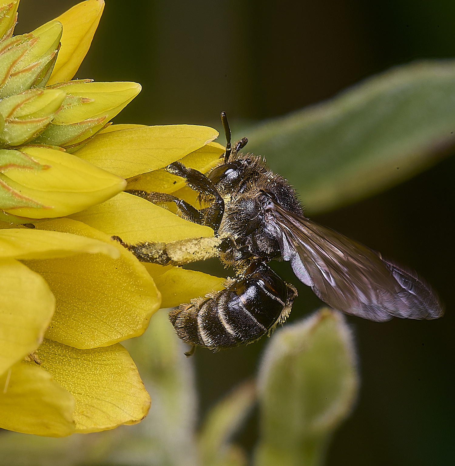 BartonFenYLBee030725-3