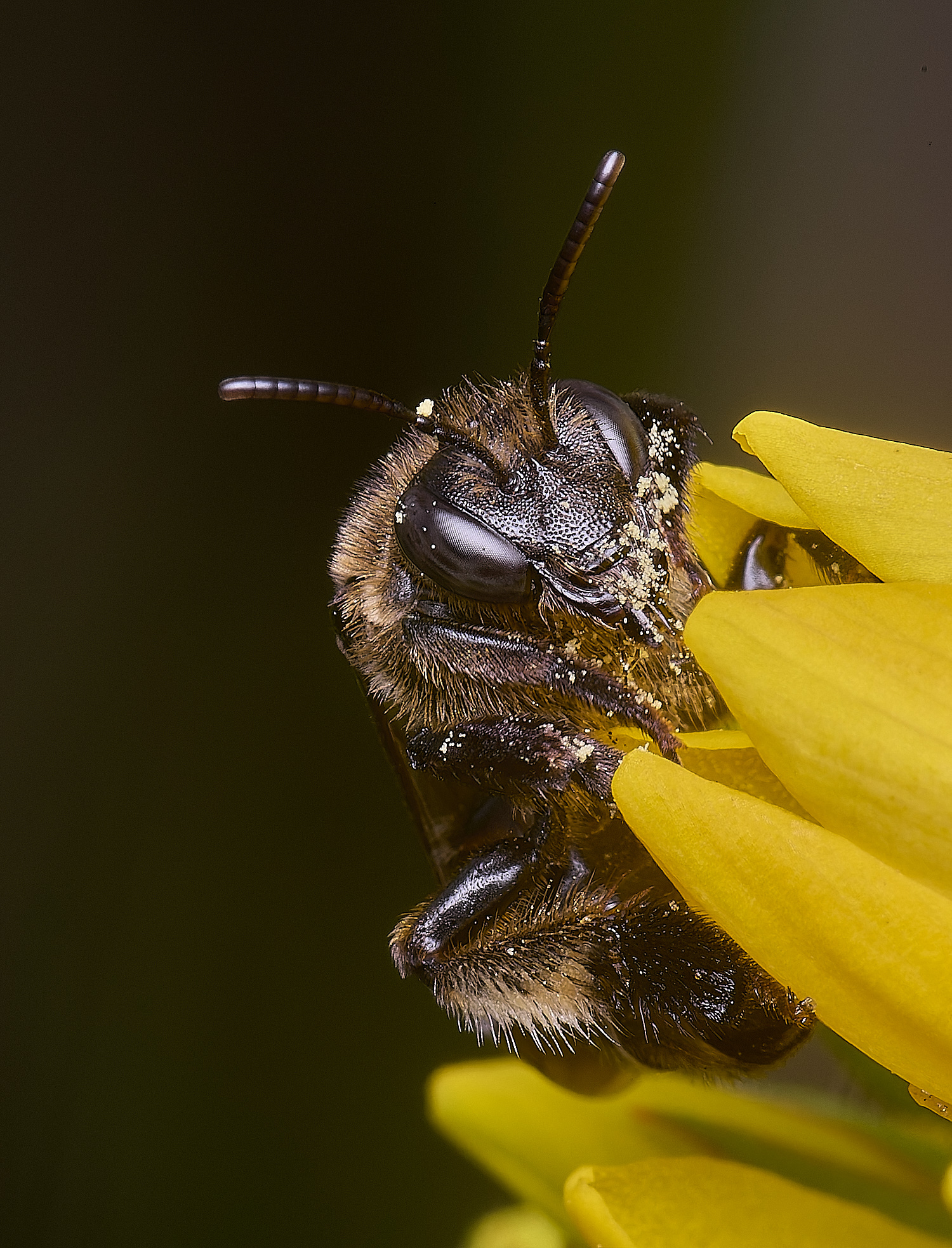 BartonFenYLBee030725-4