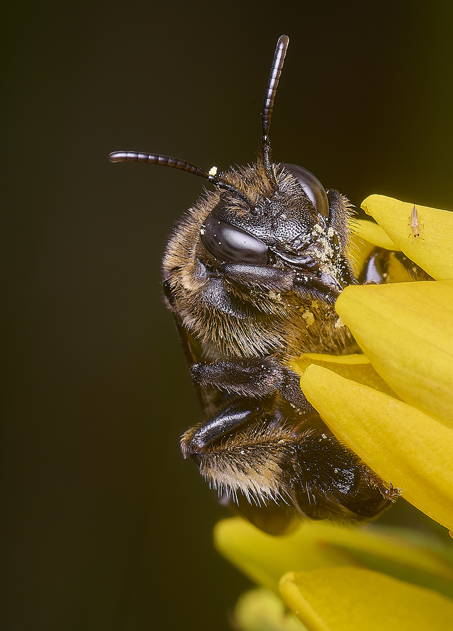 BartonFenYLBee030725-5