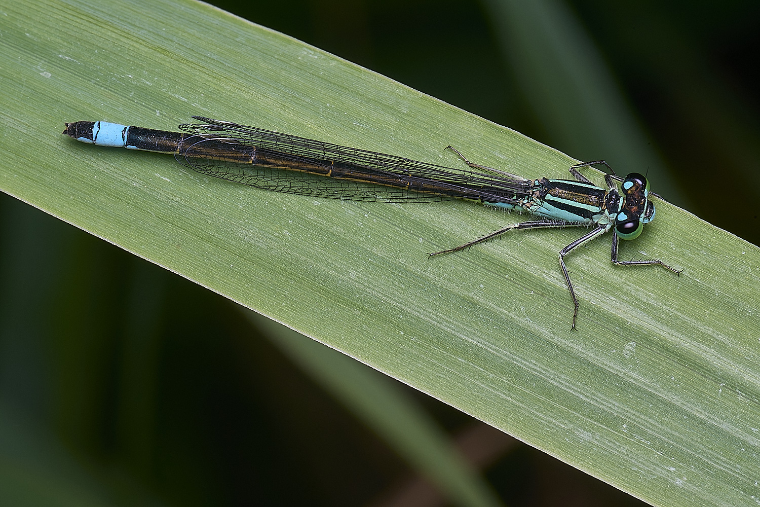 BartonTurfDamsel030725-1