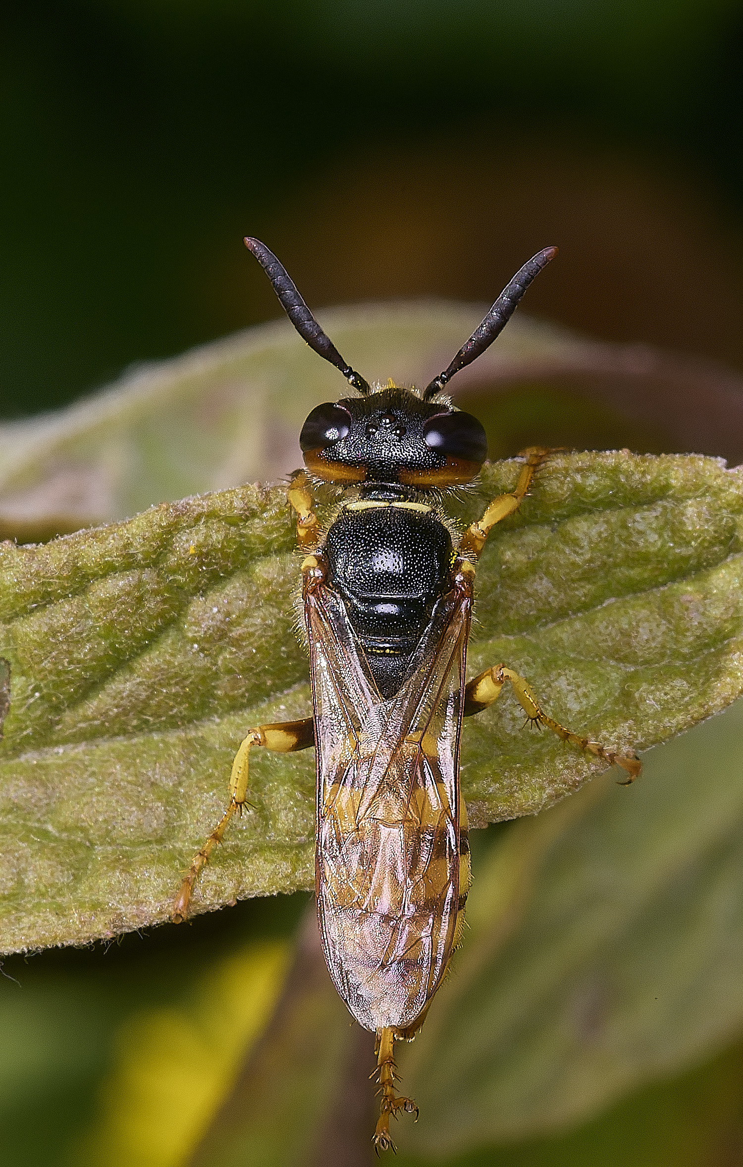 BeestonCommonBeewolf080825-1