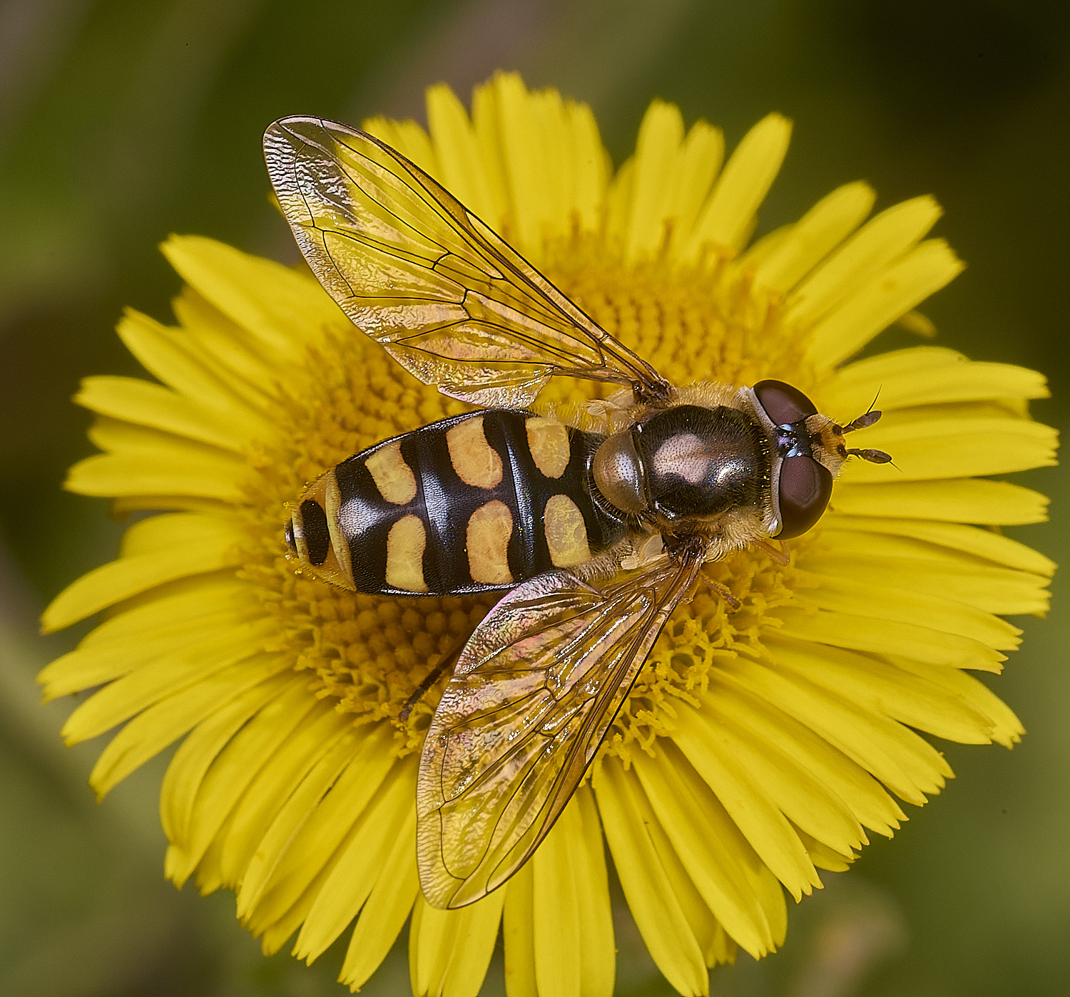 BeestonCommonEUpeodes090825-1