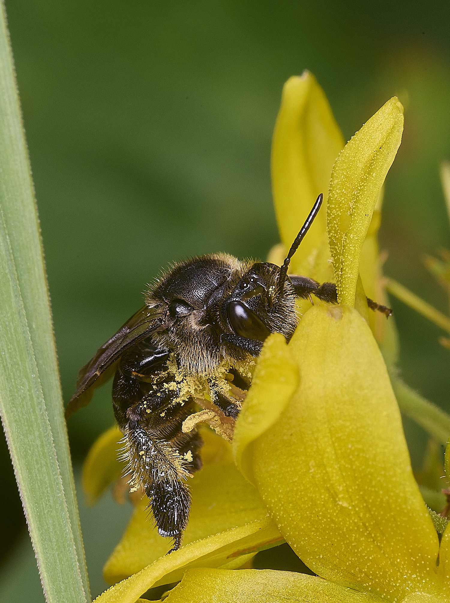 BeestonCommonYLB080825-1 1