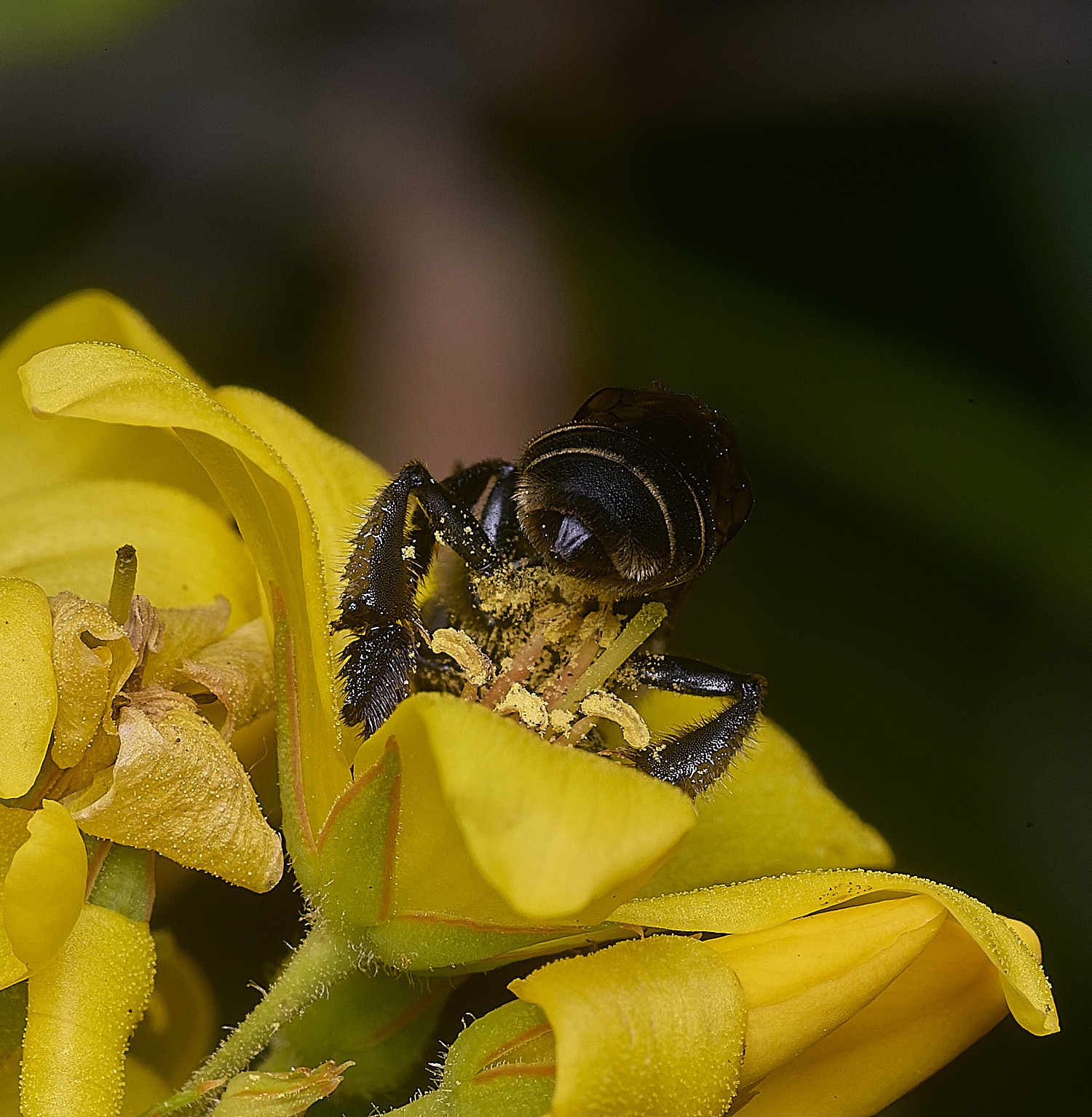 BeestonCommonYLB080825-2