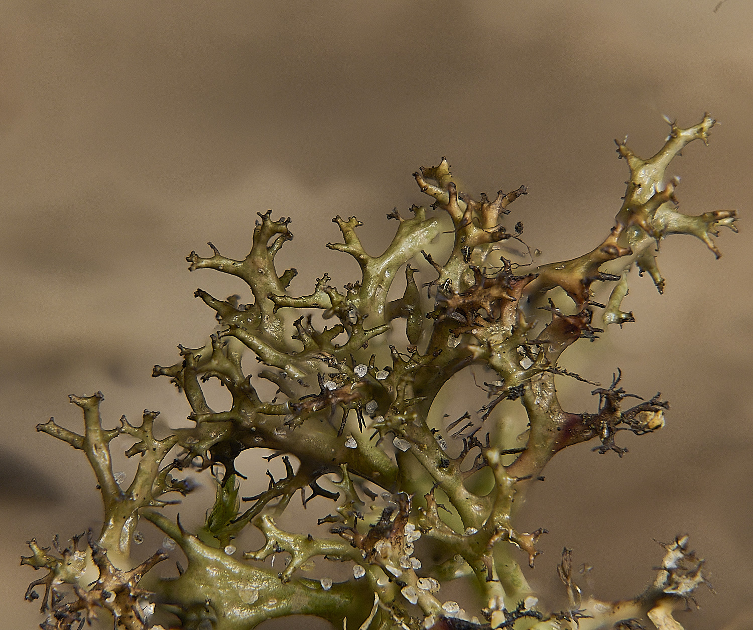 BlakeneyPointCaculeata190925-2