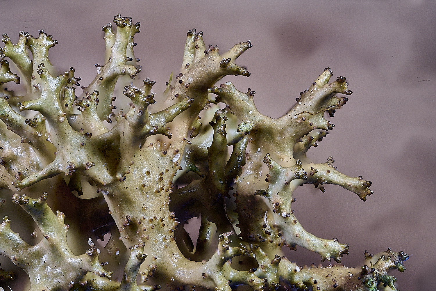 BlakeneyPointCetraria190925-1 1