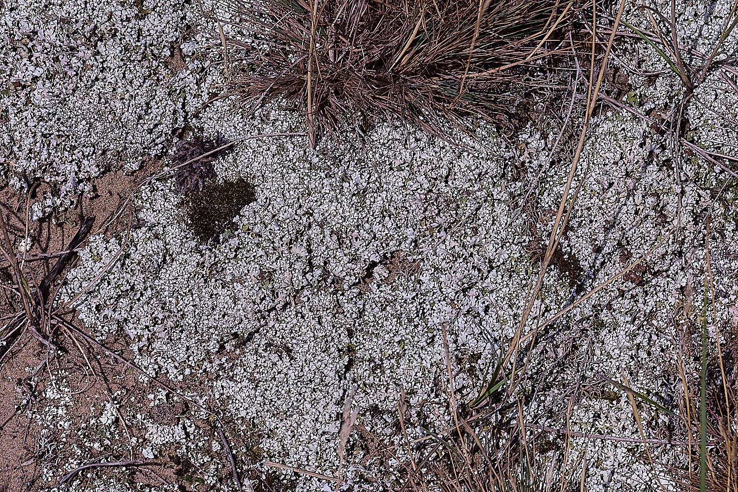BlakeneyPointCfoliacea190925-1