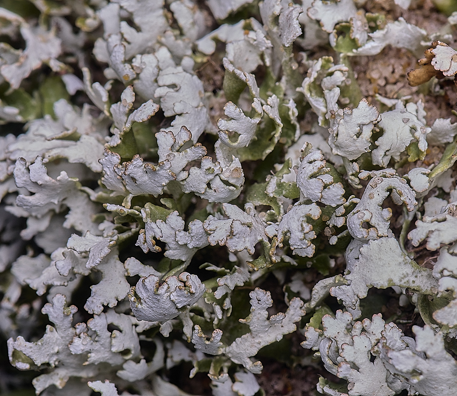 BlakeneyPointCfoliacea190925-2