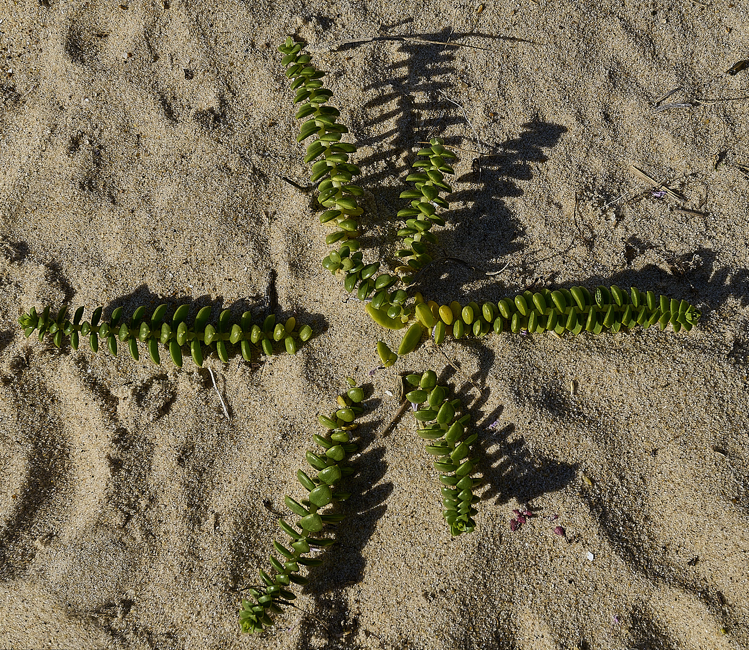 BlakeneyPointHpeploides190925-1