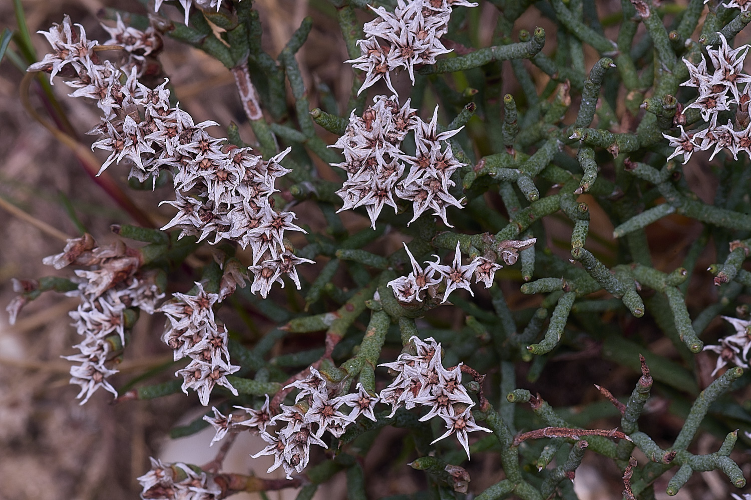 BlakeneyPointLavender190925-1