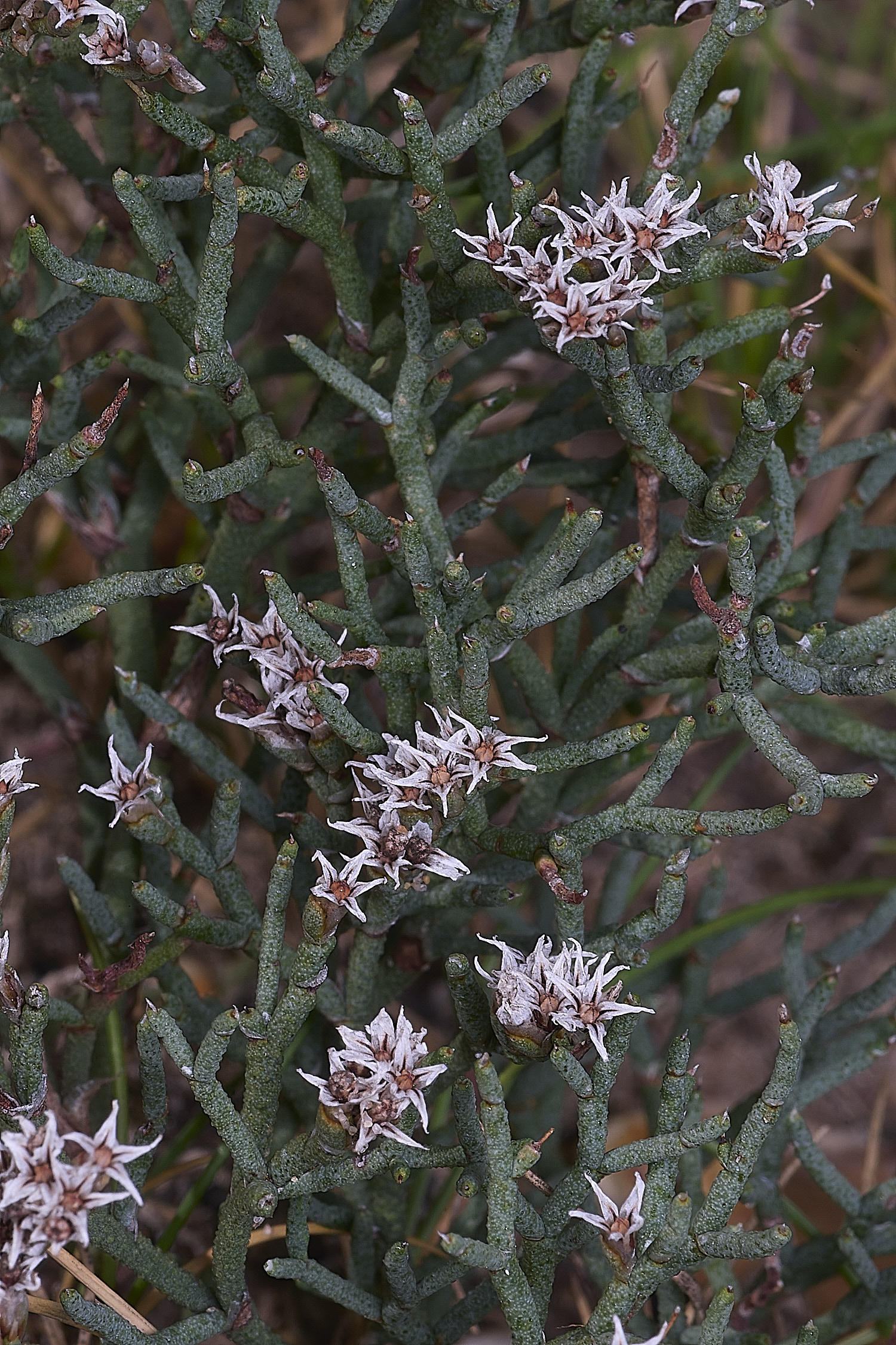 BlakeneyPointLavender190925-2