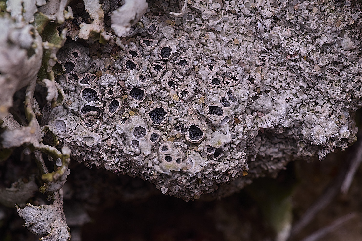 BlakeneyPointLichen190925-1