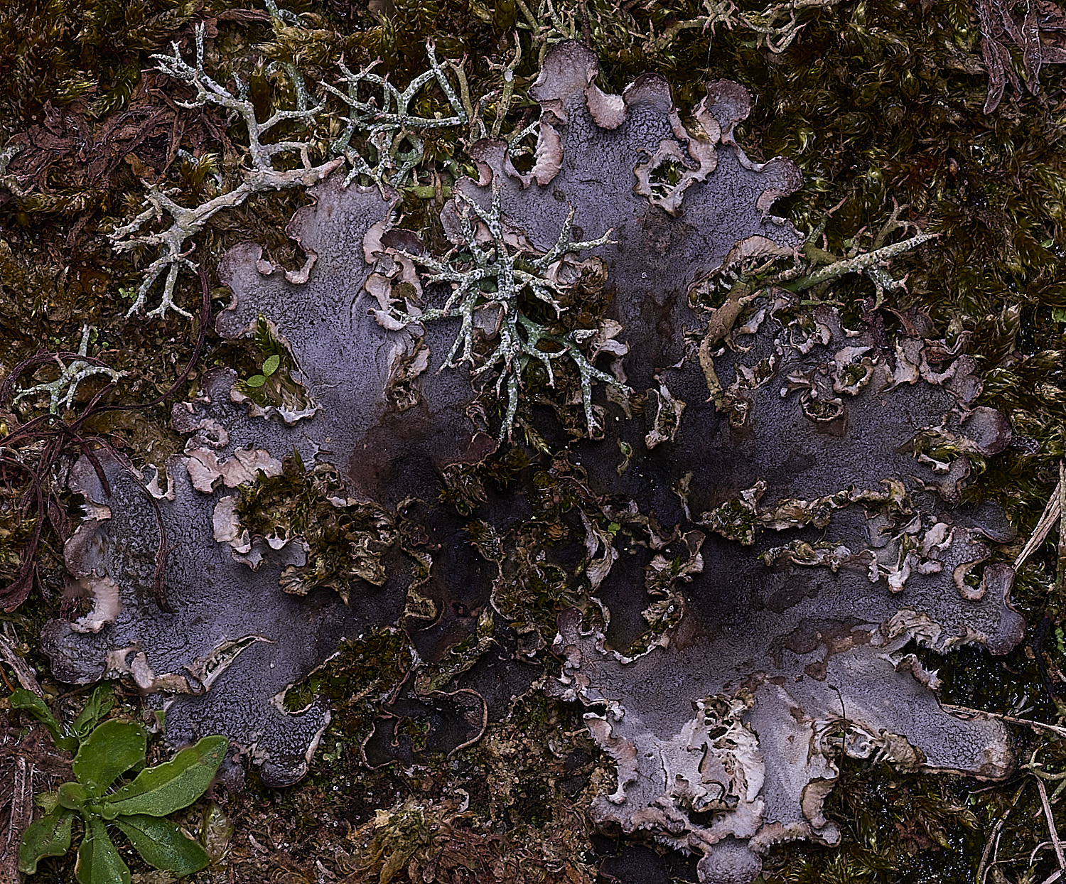 BlakeneyPointPelitigera190925-1