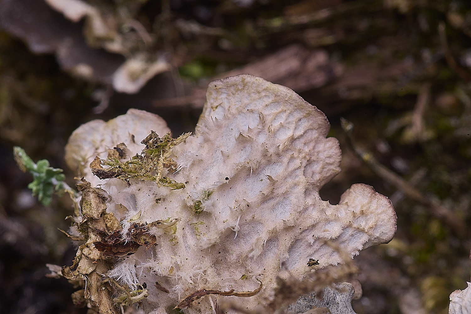 BlakeneyPointPelitigera190925-2