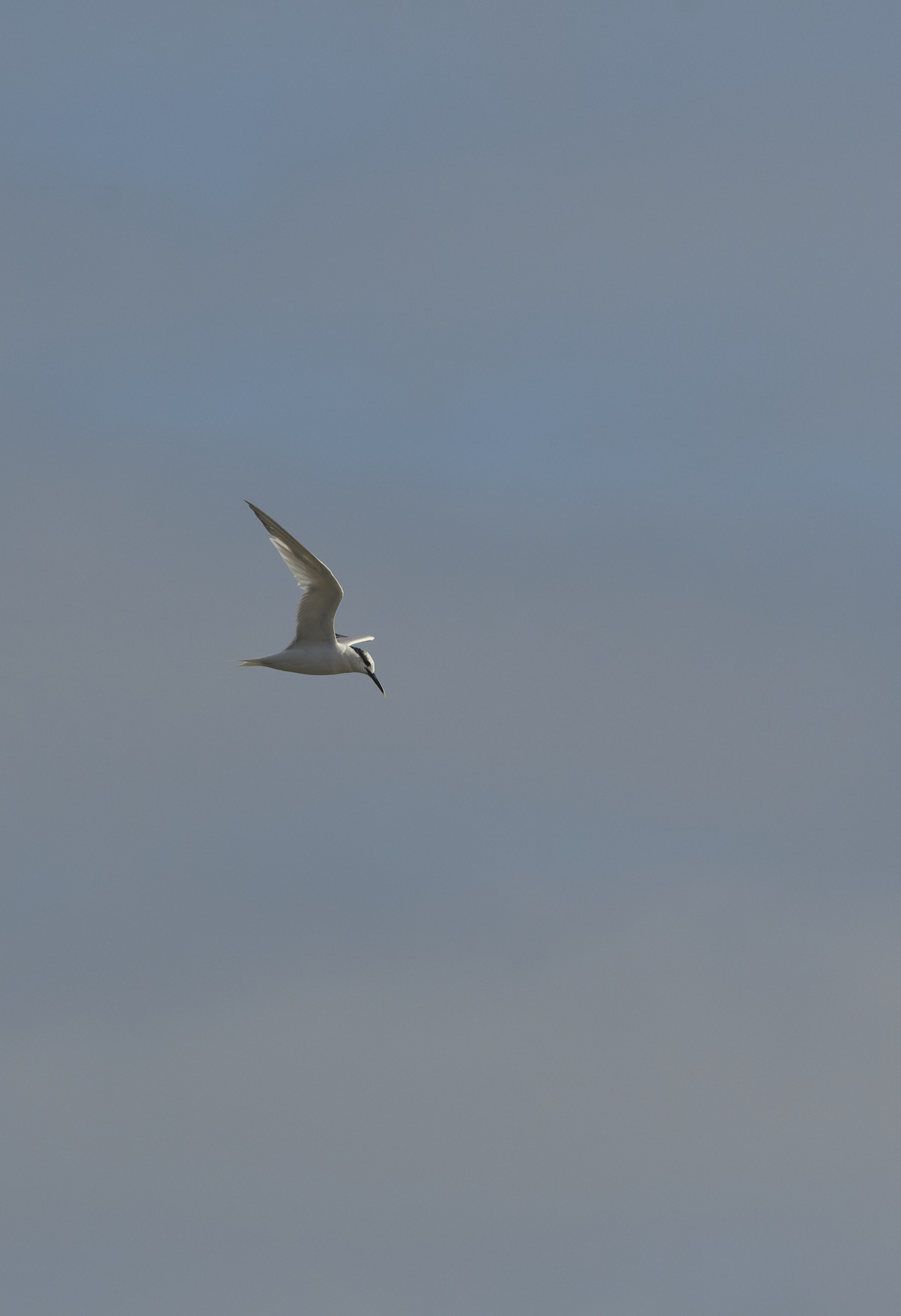 BlakeneyPointSandwichTern190925-1