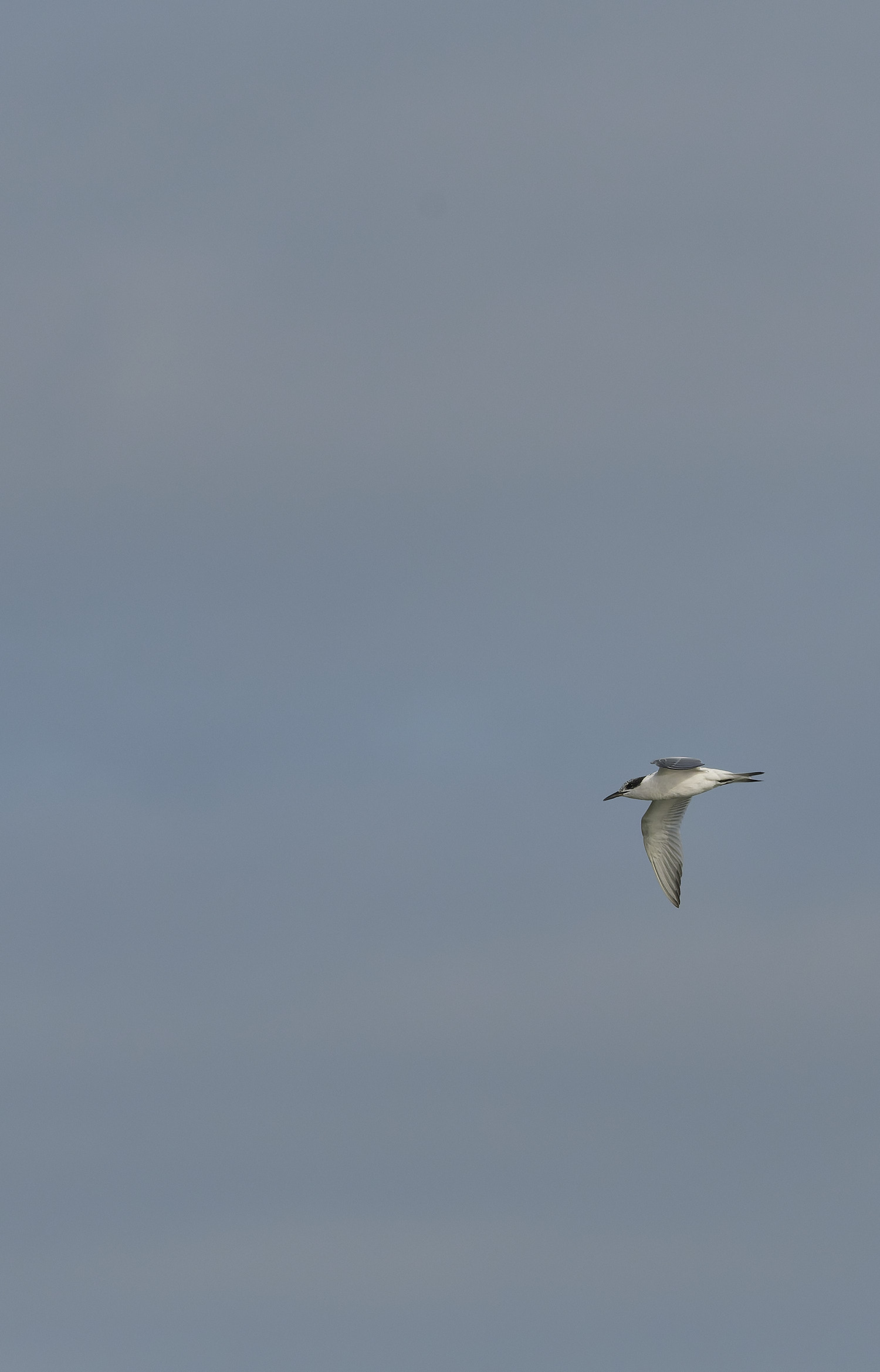 BlakeneyPointSandwichTern190925-2